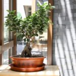 Alternatywa dla drogich drzewek bonsai