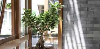 Alternatywa dla drogich drzewek bonsai