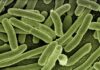 Jakie zioła na bakterie w moczu?
