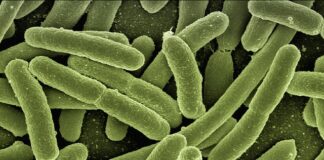 Co zabija bakterie coli domowe sposoby?