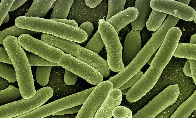 Co zabija bakterie coli domowe sposoby?