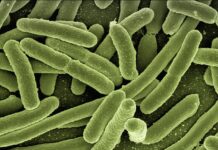 Jak pozbyć się bakterii w moczu bez antybiotyków?